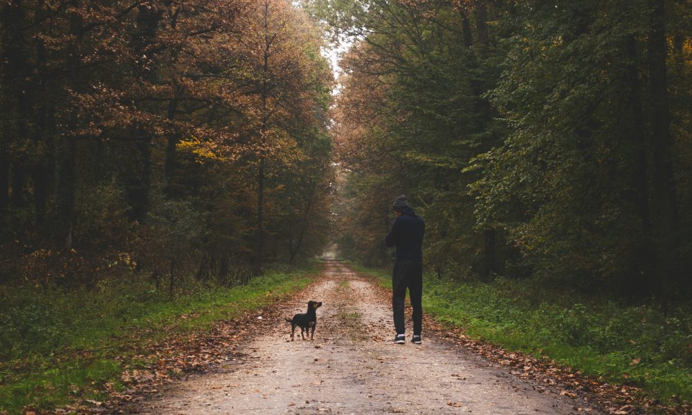 It’s Not Only Human Stories Worth Telling: Sigrid Nunez’s Animal Novels