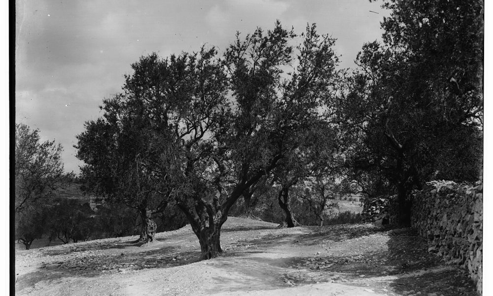 Crossings into Indigenous Palestine