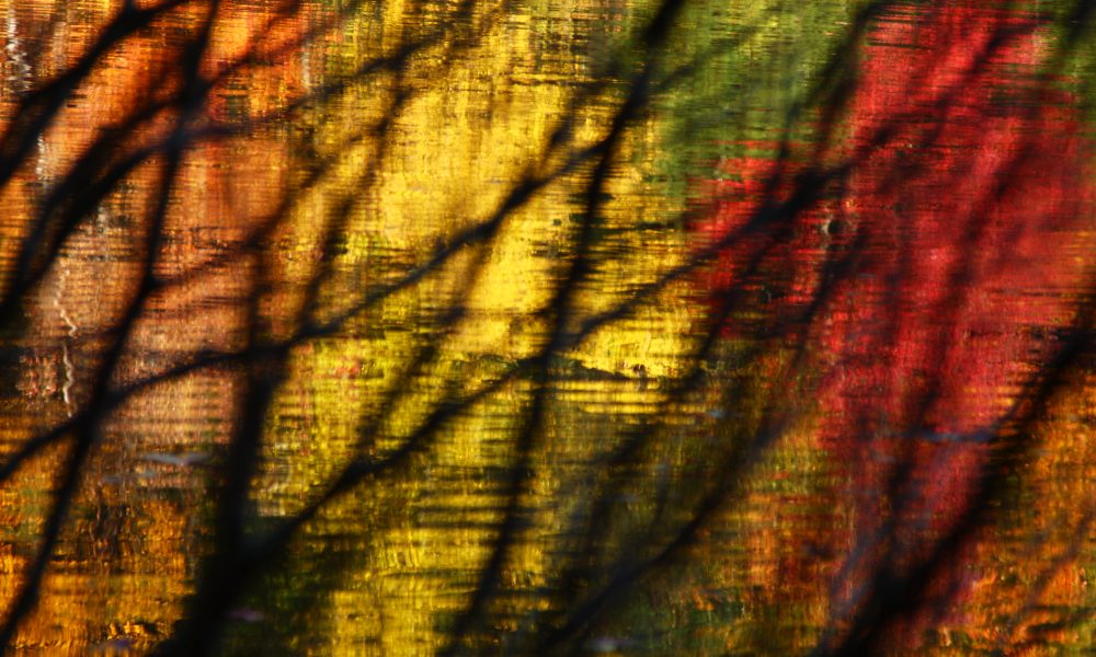 Walden Pond through trees